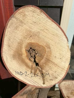 Spalted Maple